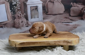 Labradoodle Welpen F1 Apricot  Bild 5