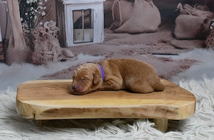 Labradoodle Welpen F1 Apricot  Bild 6