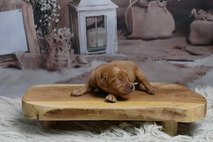 Labradoodle Welpen F1 Apricot  Bild 7