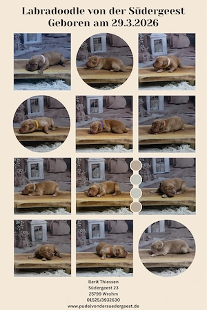 Labradoodle Welpen F1 Apricot  Bild 8