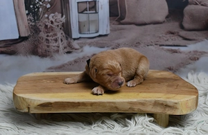 Labradoodle Welpen F1 Apricot  Bild 10