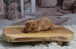 Labradoodle Welpen F1 Apricot  Bild 9