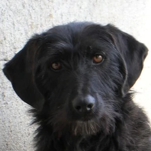 Erebus, geb. ca. 01 2025, lebt in GRIECHENLAND, im städt. Tierheim Serres