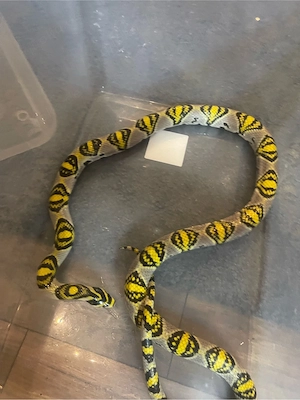 neues zu Hause für Mandariennattern