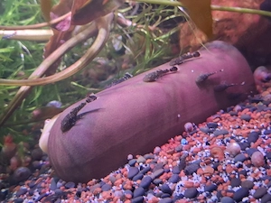 Antennenwels Nachwuchs 