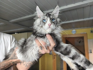 Maine Coon Deckkater Blue Eye" (DBE) Gen KEIN VERKAUF!!