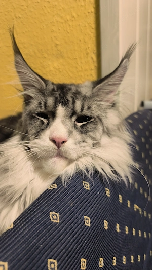 Maine Coon Deckkater Blue Eye" (DBE) Gen KEIN VERKAUF!!