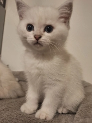 Kleine Kater BKH mit  blauen Augen
