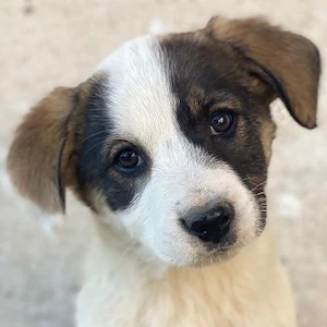 Yoko, geb. ca. 03 2026 , lebt in GRIECHENLAND, auf einer privaten Pflegestelle