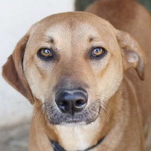 Luke, geb. ca. 02 2025, lebt in GRIECHENLAND, auf einer privaten Pflegestelle