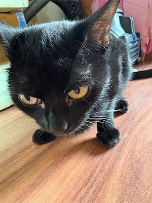 bombay katze 