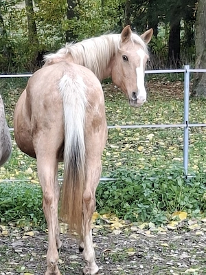 Suche Reiter in für mein Pferd