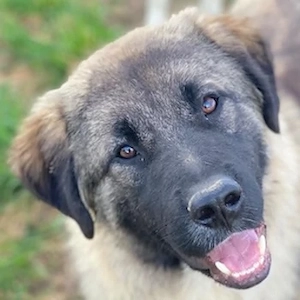 Moglito, geb. ca. 03 2025, lebt in GRIECHENLAND, im städt. Tierheim Serres