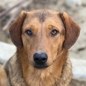 Nasso, geb. ca. 05 2024, lebt in GRIECHENLAND, auf einer privaten Pflegestelle