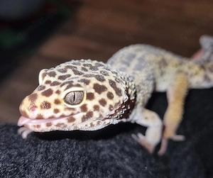 Leopardgecko männlich