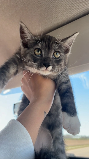 Halb Maine-Coon Kätzchen, 12 Wochen alt 