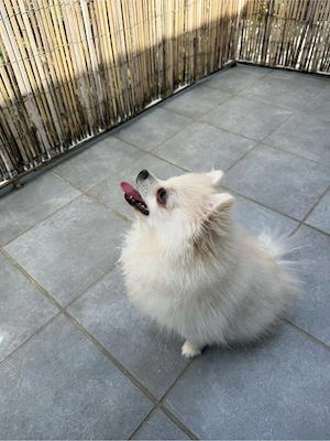 Zwergspitz Pomeranian 