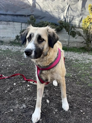 Große Odette sucht ihr eigenes Zuhause