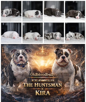 American Bully (Standard) Welpen 