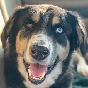 Rafiki, geb. ca. 12 2022, lebt in GRIECHENLAND, im städt. Tierheim Serres