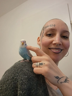 Super zahme Wellensittiche 