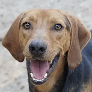 Ted, geb. ca. 01 2023, lebt in GRIECHENLAND, auf einer privaten Pflegestelle