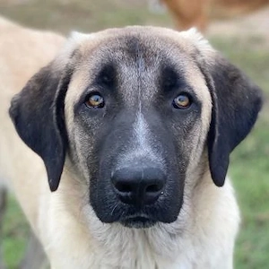 Twixx, geb. ca. 03 2025, lebt in GRIECHENLAND, im städt. Tierheim Serres