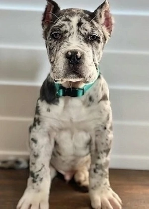 Günstige Cane Corso Welpen