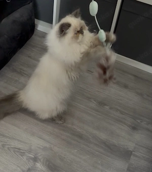 Persermix Katze sucht neues Zuhause