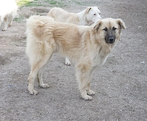 Arlo, geb. ca. 02 2023, lebt in GRIECHENLAND, im städt. Tierheim Serres Bild 2