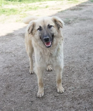Arlo, geb. ca. 02 2023, lebt in GRIECHENLAND, im städt. Tierheim Serres Bild 9