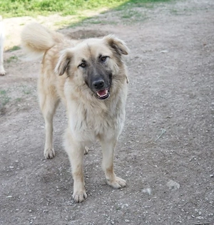Arlo, geb. ca. 02 2023, lebt in GRIECHENLAND, im städt. Tierheim Serres Bild 6