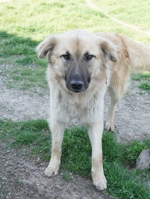 Arlo, geb. ca. 02 2023, lebt in GRIECHENLAND, im städt. Tierheim Serres Bild 7