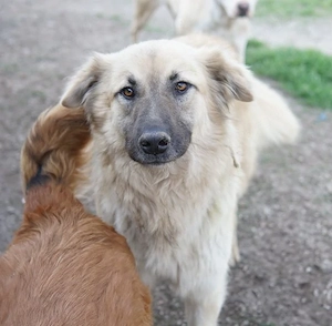 Arlo, geb. ca. 02 2023, lebt in GRIECHENLAND, im städt. Tierheim Serres Bild 8