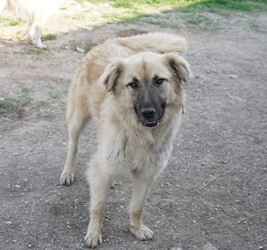 Arlo, geb. ca. 02 2023, lebt in GRIECHENLAND, im städt. Tierheim Serres Bild 5