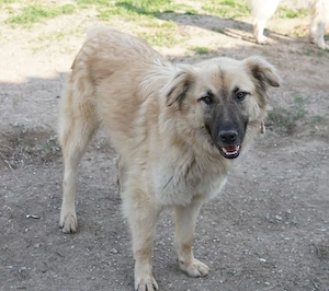 Arlo, geb. ca. 02 2023, lebt in GRIECHENLAND, im städt. Tierheim Serres Bild 3