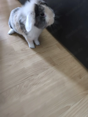 Zwerghase zu verkaufen 