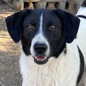 Grecco, geb. ca. 11 2022, lebt in GRIECHENLAND, im städt. Tierheim Serres