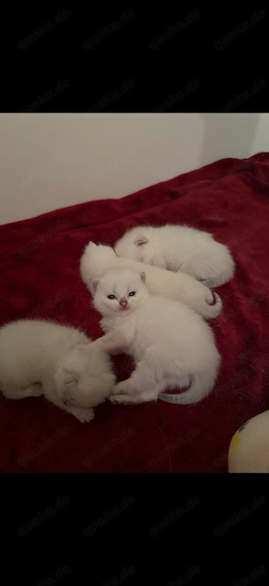 BKH Kitten weiß  Bild 3