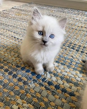 Ragdoll-Kätzchen zu verkaufen.