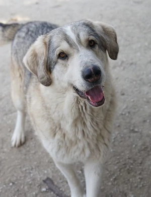 Lykos, geb. ca. 12 2023, lebt in GRIECHENLAND, im städt. Tierheim Serres