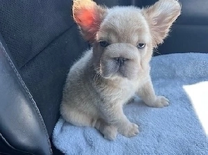 Gesunde Französische Bulldoggenwelpen