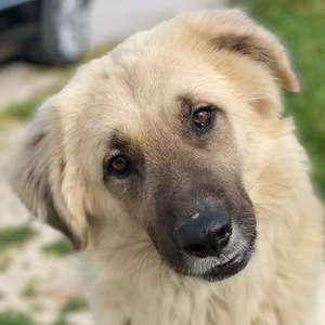 Remus Lupin, geb. ca. 12 2023, lebt in GRIECHENLAND, im städt. Tierheim Serres