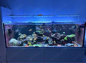 Meerwasseraquarium Komplett ( Raritäten ) Top Technik