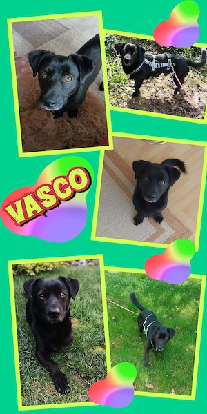 kleiner, süßer, sehr lieber, menschenbezogener Rüde "Vasko" sucht ein liebevolles Zuhause