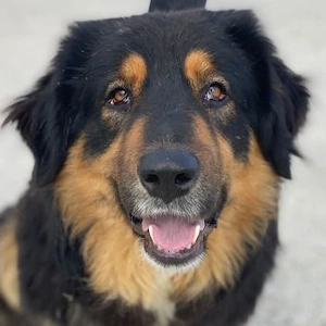 Rubeus Hagrid, geb. ca. 12 2023, lebt in GRIECHENLAND, im städt. Tierheim Serres