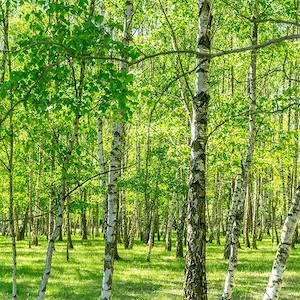 Birke Maierle Maibaum Liebesbaum