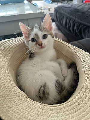 Babykatze Einzelkind BKH Mix liebt Kleinkinder 