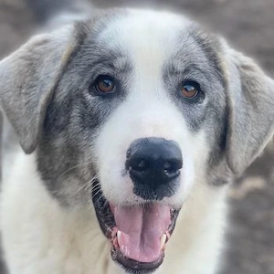 Ryat, geb. ca. 12 2023, lebt in GRIECHENLAND, im städt. Tierheim Serres