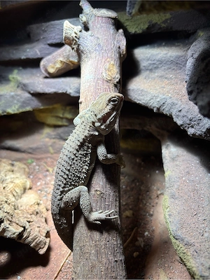 Männliche Zwerg Bartagame 1,5 Jahre 